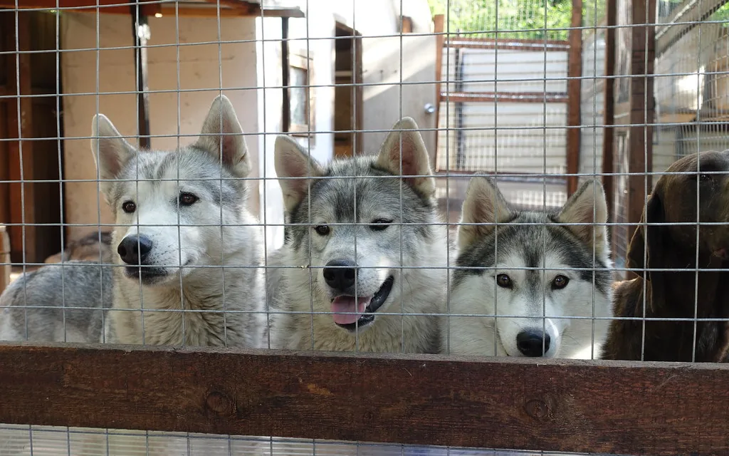 Three dogs looking out from a kennel